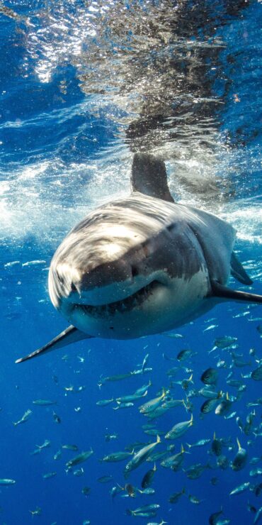 Gansbaai Shark Cage Diving Scaled